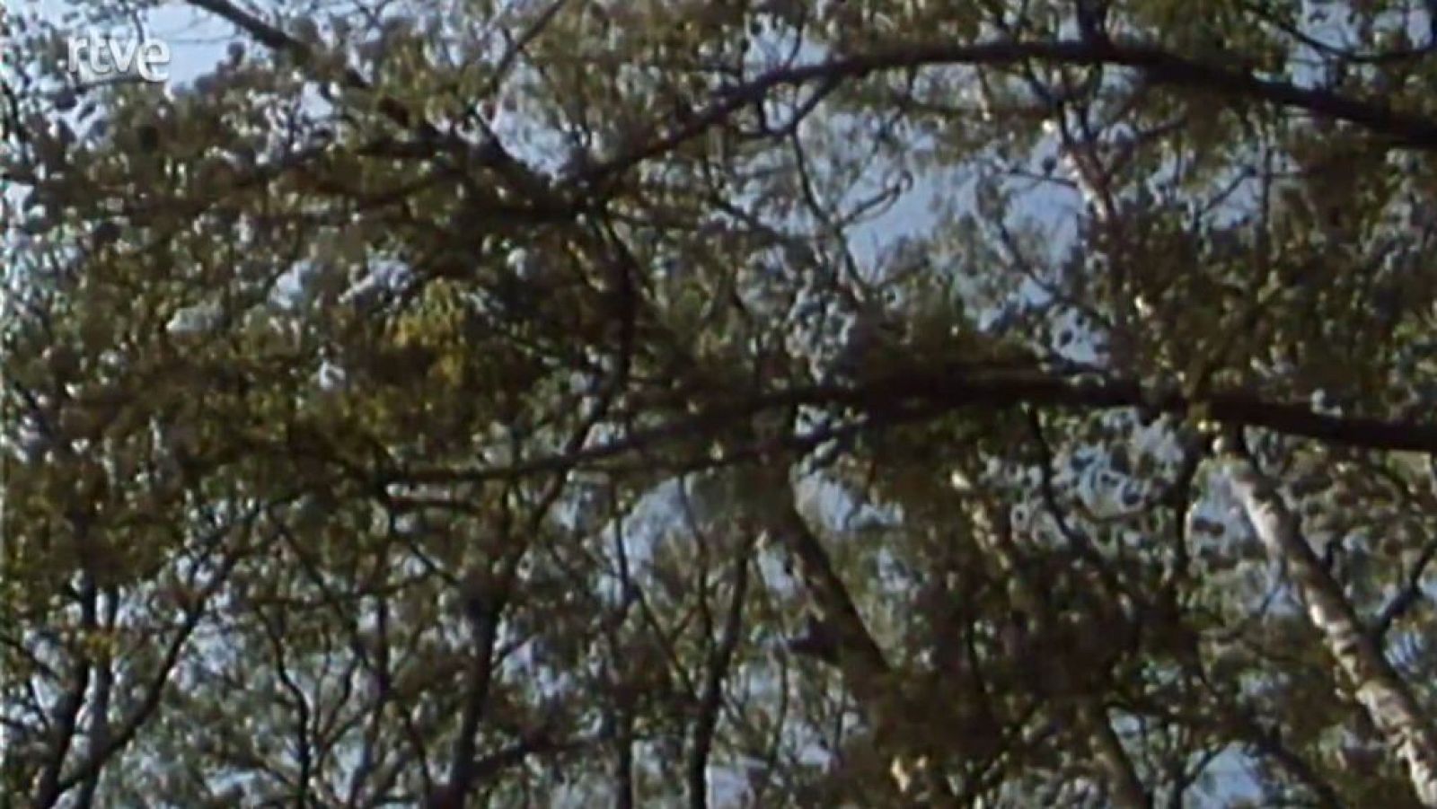 Nuestros árboles - Los álamos