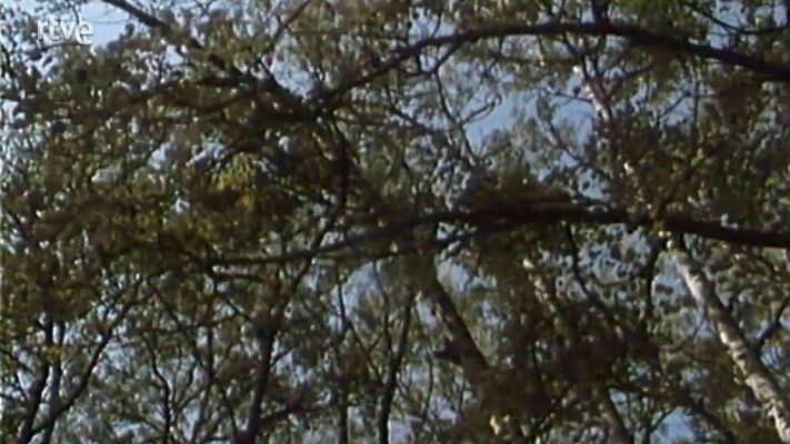 Nuestros árboles - Los álamos