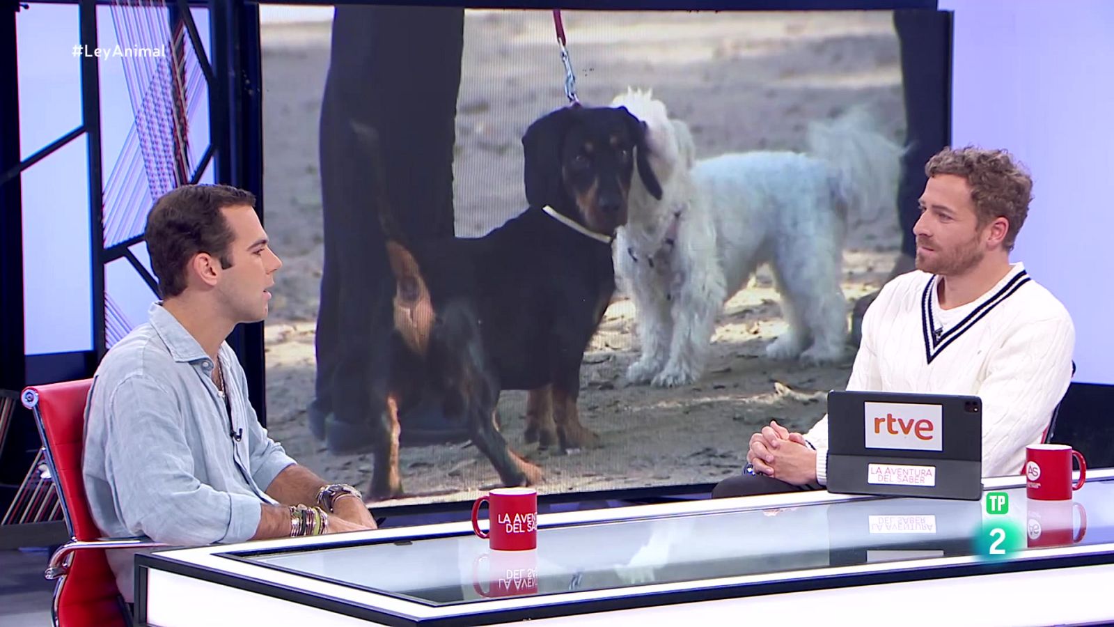 Tomás Palomares. Ley de Bienestar Animal | Ver