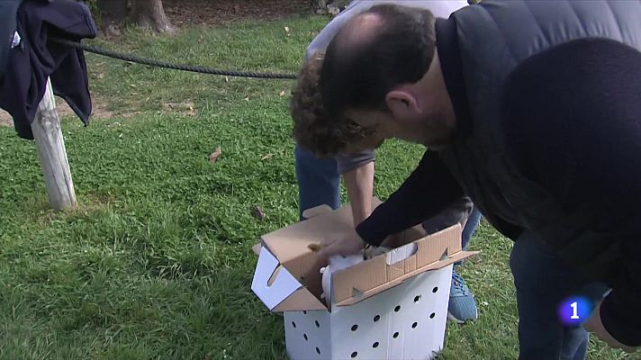 L'Informatiu - Els gavians argentats de Barcelona, una espècie molt exposada a contaminants orgànics