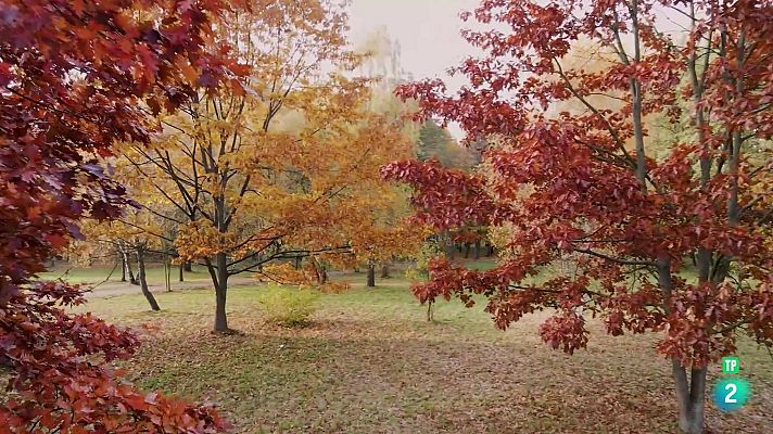 La aventura del Saber - Universo Sostenible: ¿Qué nos aportan los pulmones verdes?