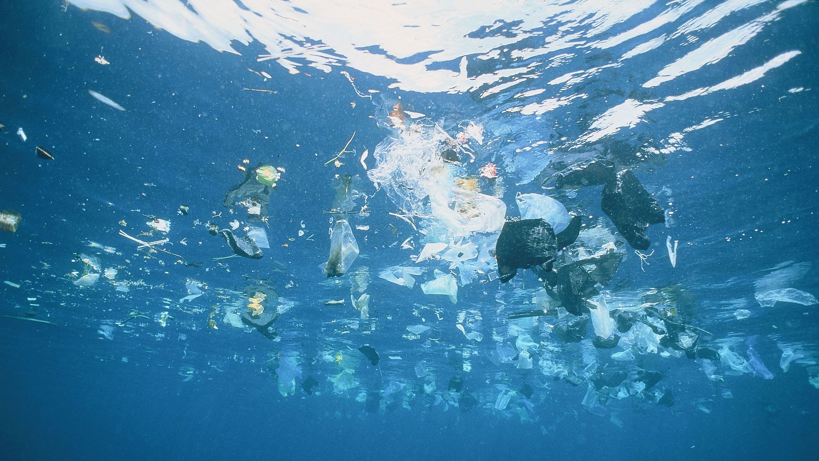 Contaminación de mares y océanos, el problema del siglo | Ver