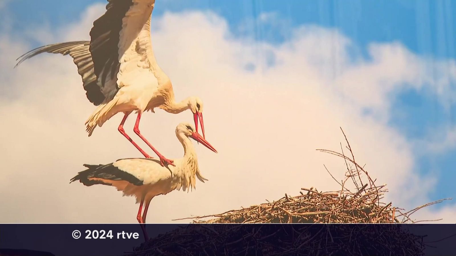 Informativo Telerioja  - 11/04/24 - Ver ahora | Ver