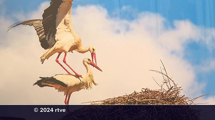 Informativo Telerioja - Informativo Telerioja  - 11/04/24 - Ver ahora