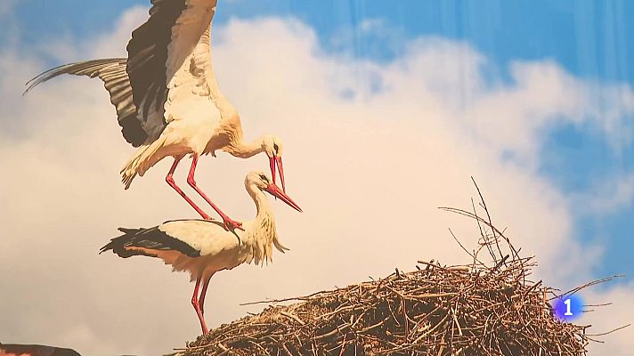 Informativo Telerioja - Telerioja en 2' - 11-04-2024