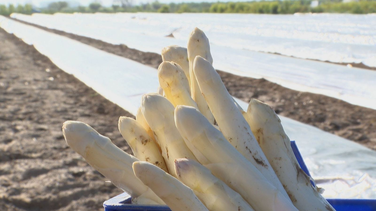 Agrosfera - 13/04/24 - ver ahora