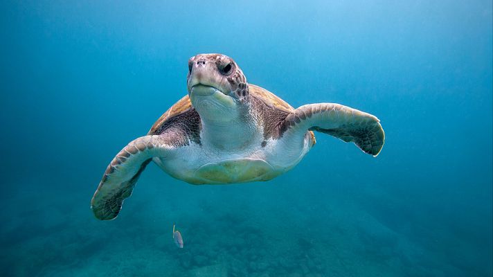 Telediario Fin de Semana - Investigación del fondo marino y lucha contra la contaminación: los retos de los océanos