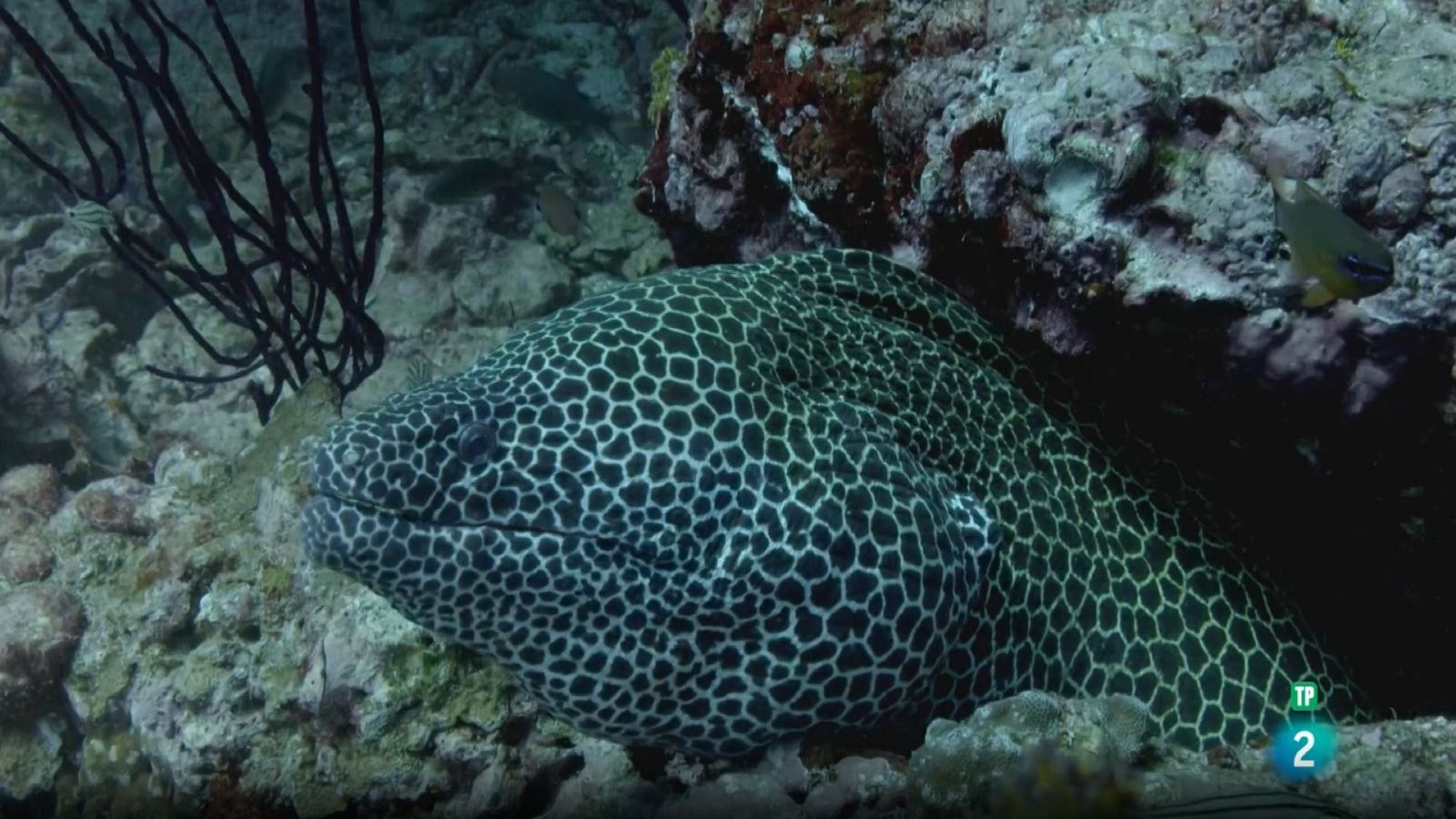Grans Documentals - El mar d'Aràbia: Els defensors de l'escull - Veure ara