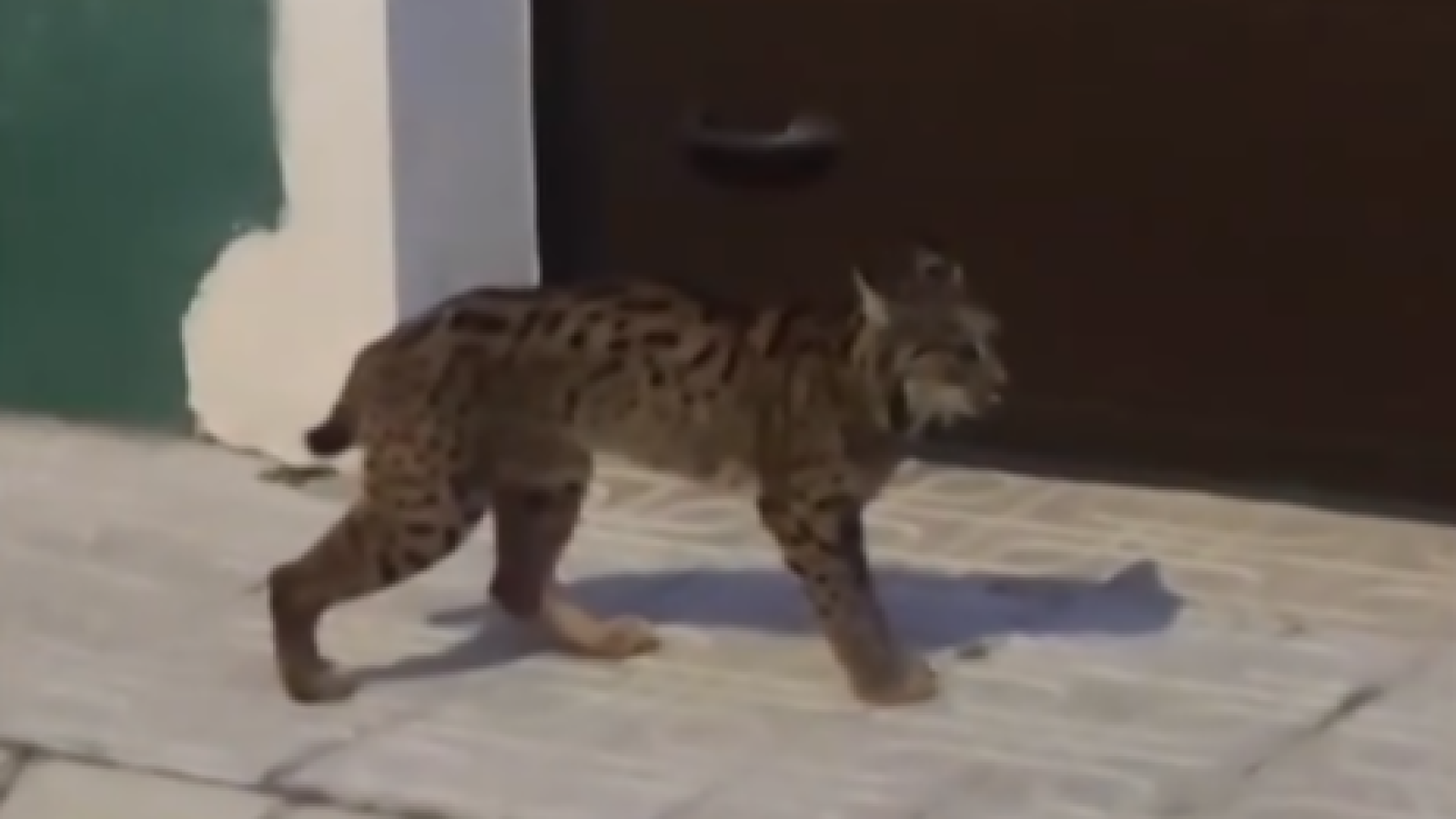 Encuentran un lince desorientado por las calles de Munera, Albacete | Ver