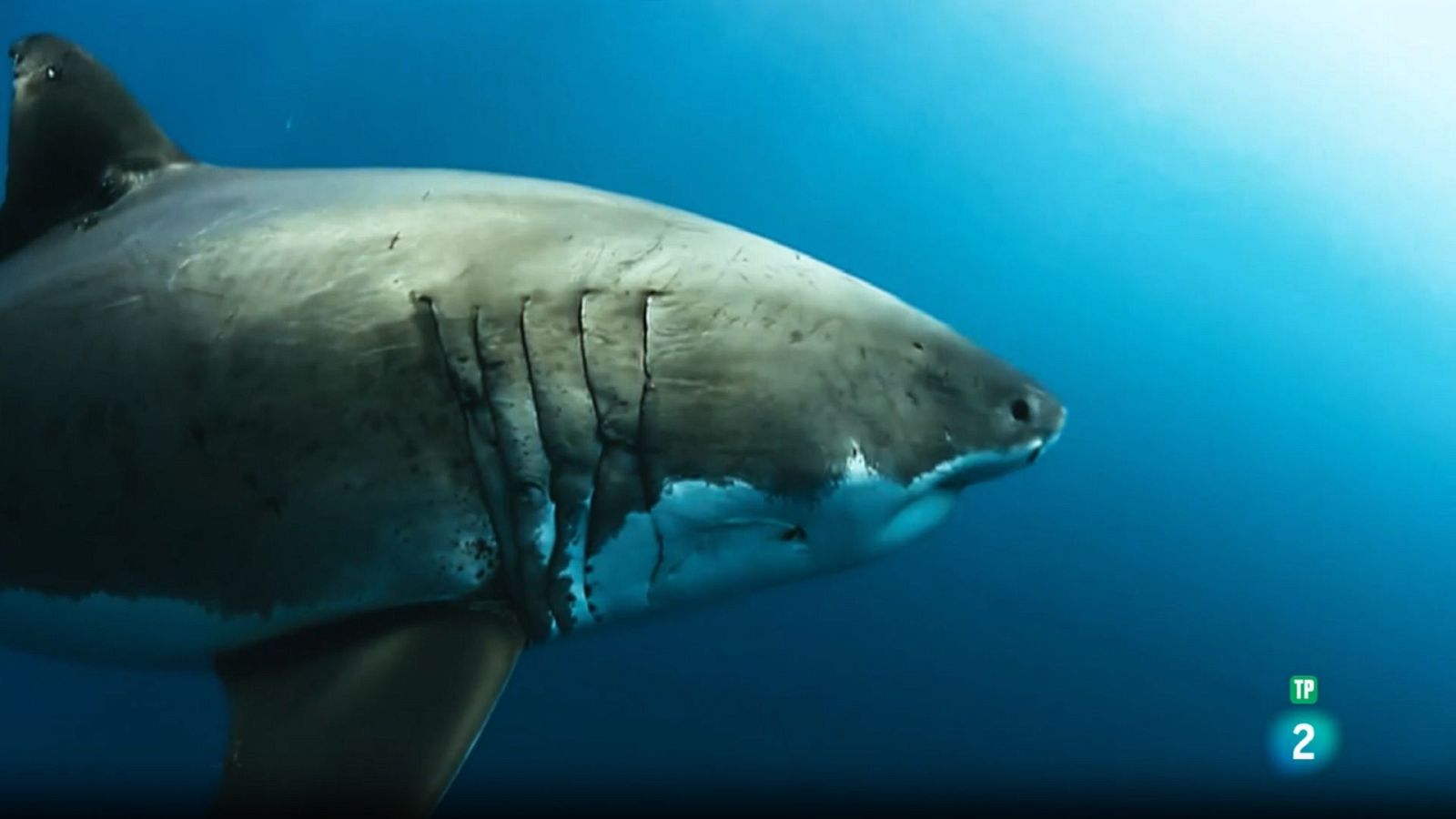 Grans Documentals - Súper sentits, forces especials: Cossos d'elit - Veure ara