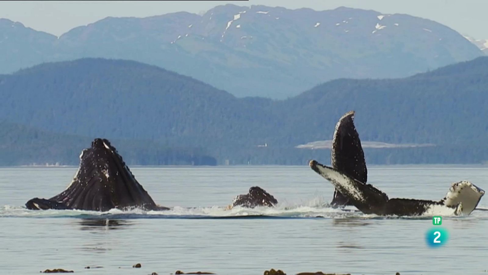 Grans Documentals - Súper sentits, forces especials: Navy Seals - Veure ara