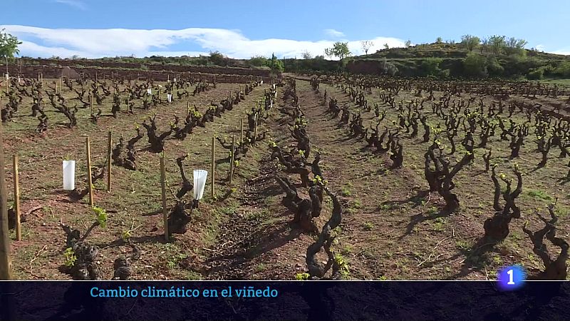 Informativo Telerioja 2 - 16-04-2024 | Ver