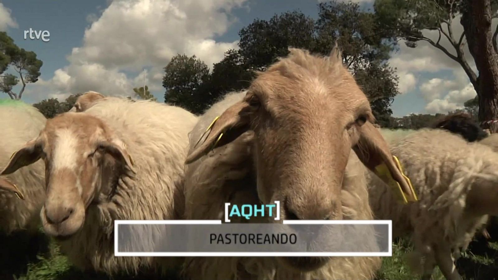 Pastoreando - Aquí hay trabajo | Ver