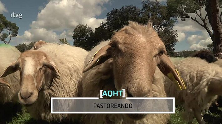 Aquí hay trabajo - Pastoreando