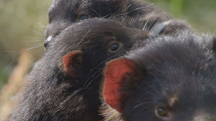 La vida secreta del demonio de Tasmania - Los diablillos