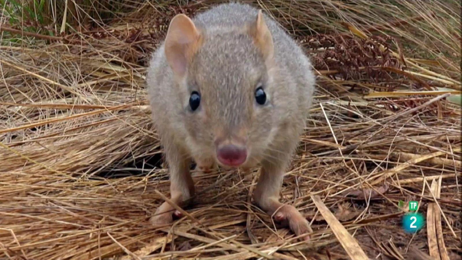 Grans Documentals - La vida secreta del diable de Tasmània: Els joves diables - Veure ara
