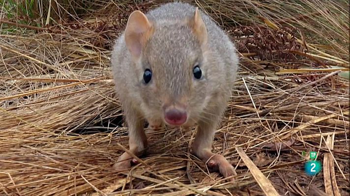 Som Documentals - La vida secreta del diable de Tasmània: Els joves diables