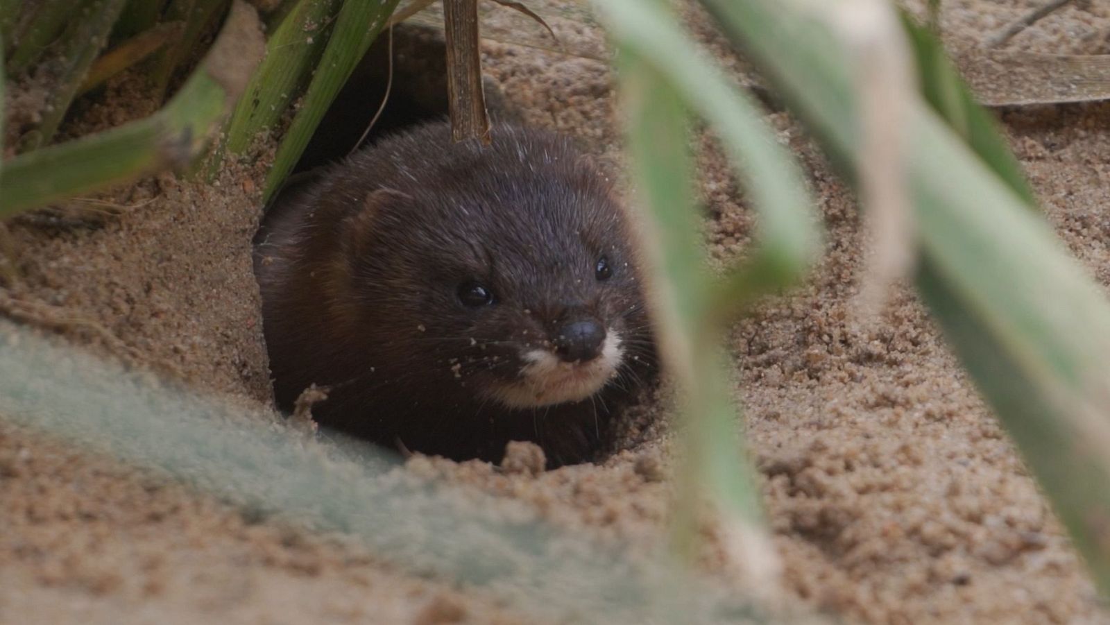 El escarabajo verde - Los guardianes del río - ver ahora