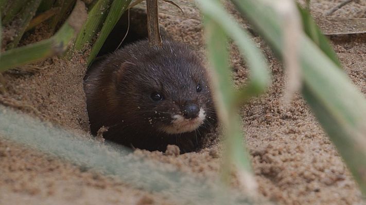 El escarabajo verde - Los guardianes del río