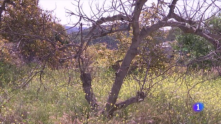 Telediario Fin de Semana - La Axarquía malagueña, sin aguacates