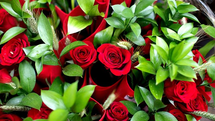 Telediario 1 - La fuerte competencia acaba con la rosa española: el 98% de los cultivadores han desaparecido