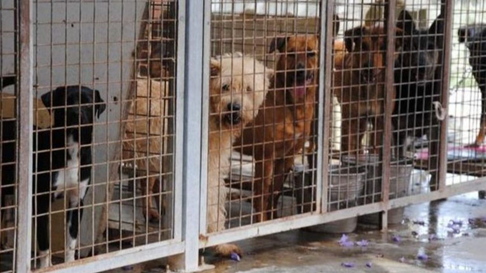 Adopciones de perros en España - Para todos La 2 | Ver