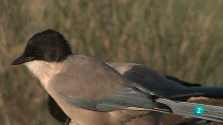 Biodiario - Biodiario - 10/12/12
