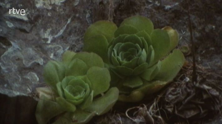 Nuestros árboles - Canarias a primera vista