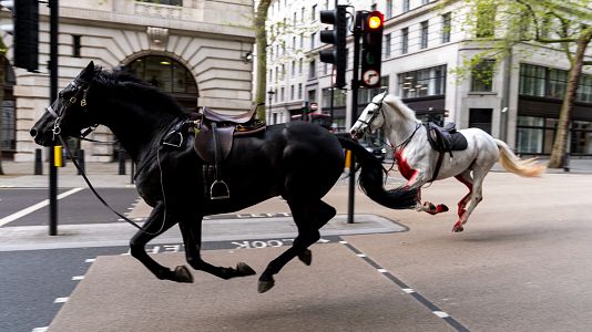 Cinco caballos de la Guardia real se escapan en Londres y hieren a cuatro personas