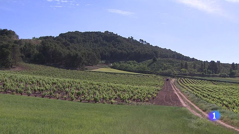 Informativo Telerioja  - 26-04-2024 | Ver