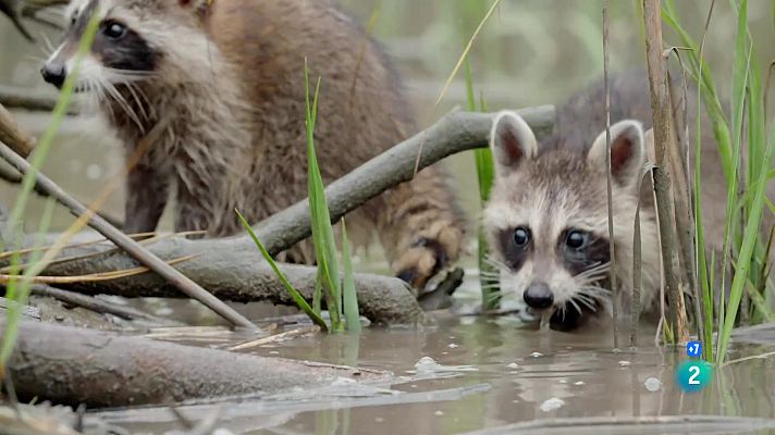 Som Documentals - L'os rentador: El rei de la supervivència