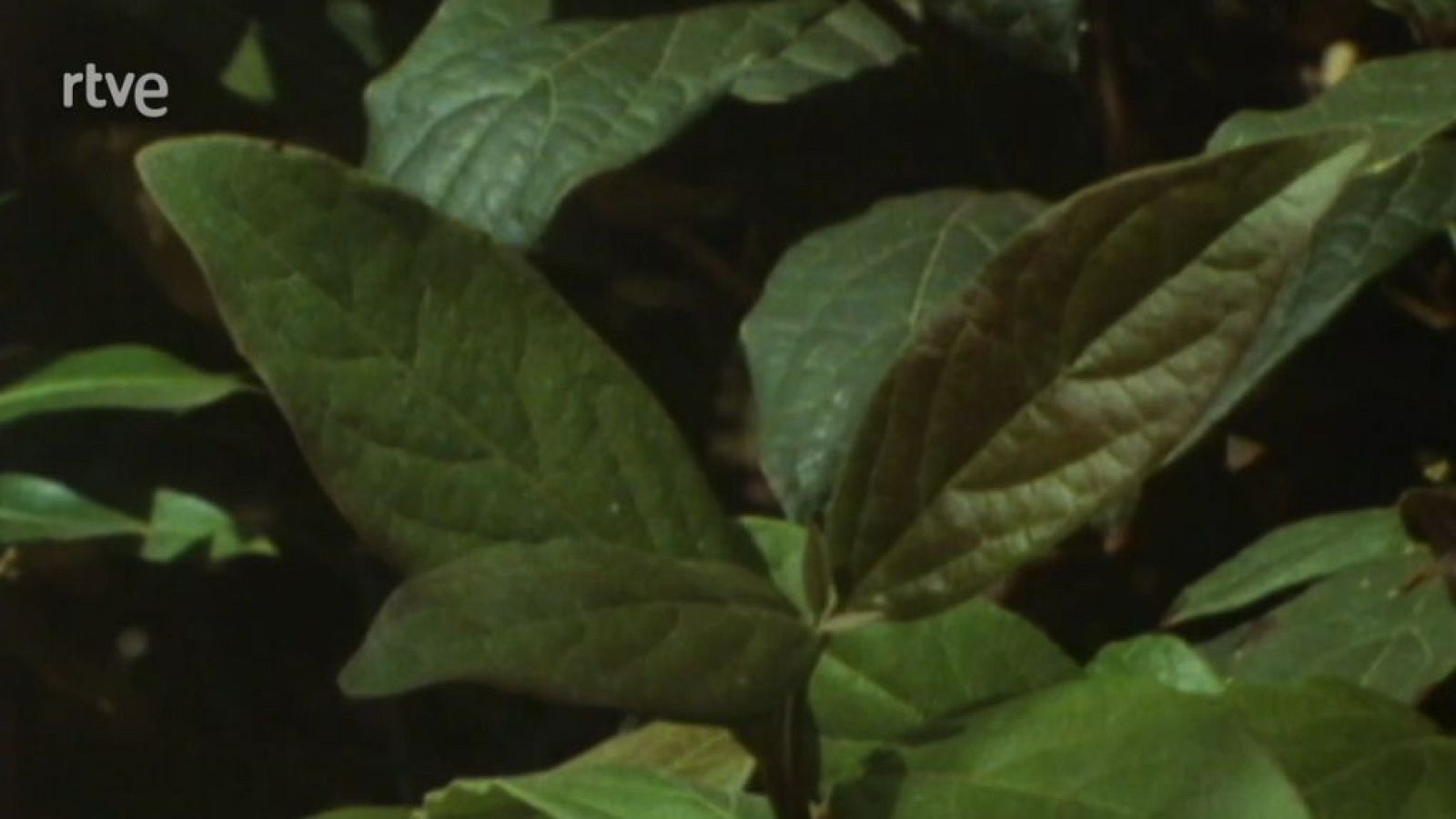 Nuestros árboles - Ganando altura