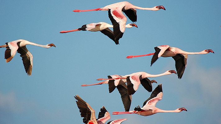 Somos Documentales - Serengueti