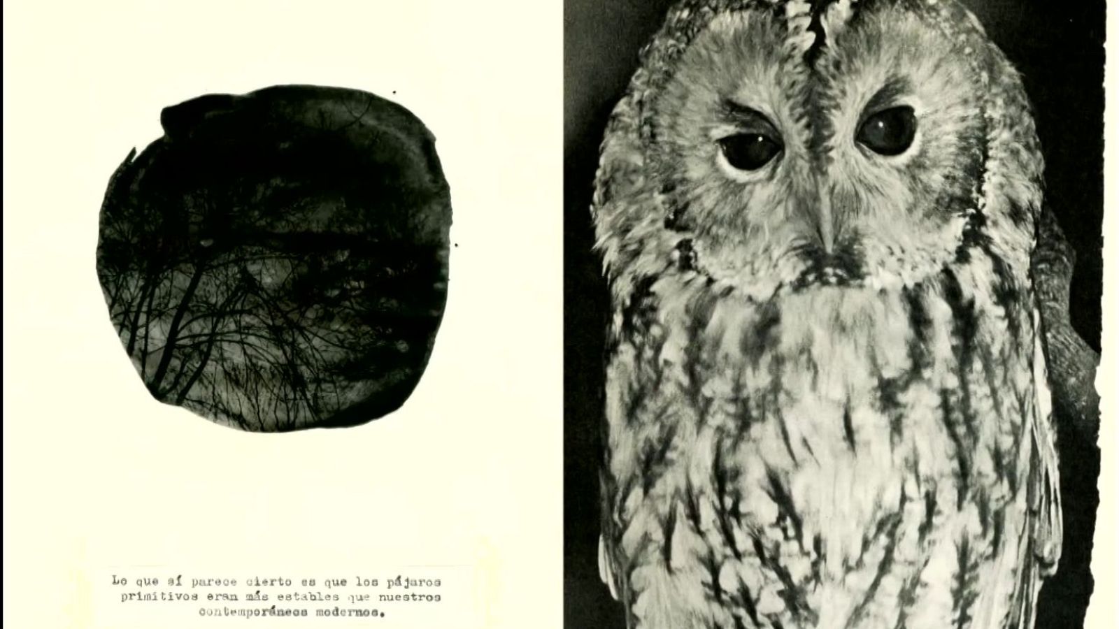 Boek Visual: Irene Zottola | Ver