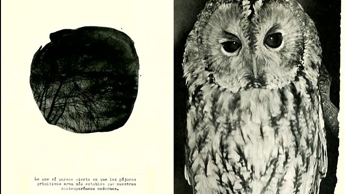 La aventura del Saber - Boek Visual: Irene Zottola