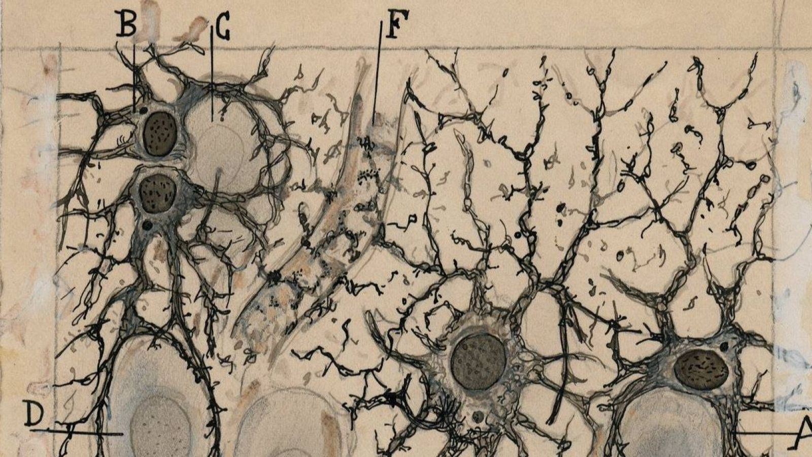 Santiago Ramón y Cajal, el artista que dibujó los secretos del cerebro | Ver
