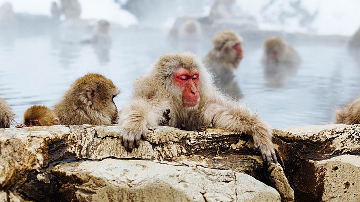Un año salvaje en la Tierra - Enero y febrero. Comienza el año.