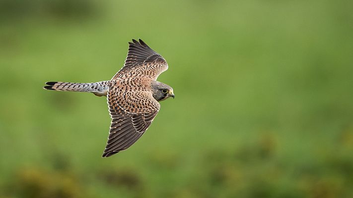 Un año salvaje en la Tierra - Mayo y junio. Tiempo de volatilidad