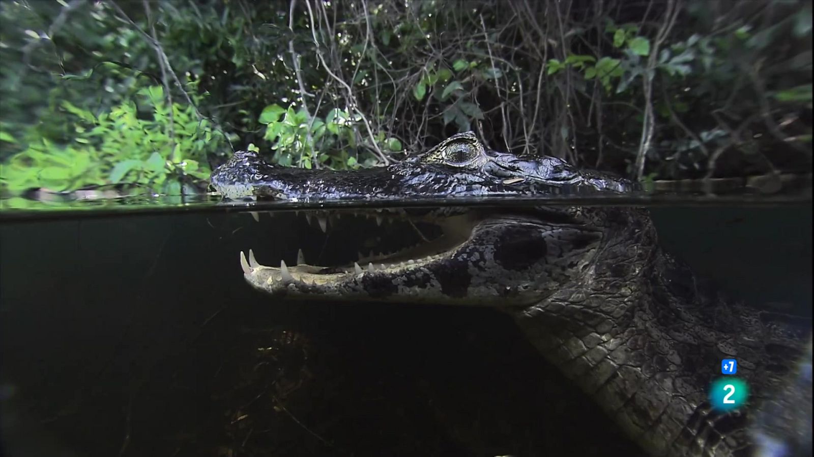 Grans Documentals - Un any salvatge a la Terra: Maig i juny, temps de variabilitat - Veure Ara