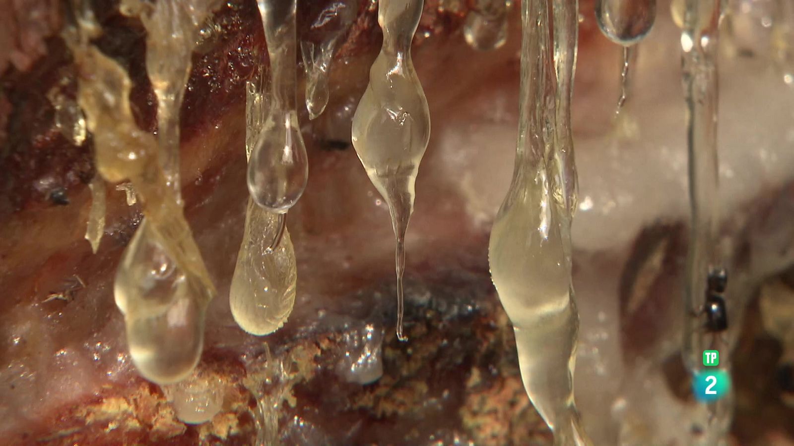 La resina que da vida | Ver