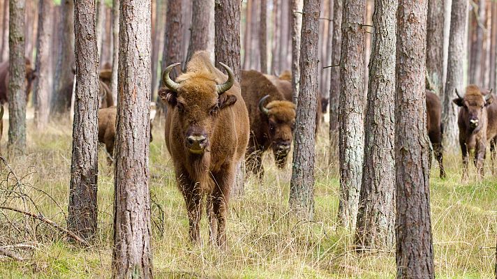 Somos Documentales - El salvaje este de Polonia