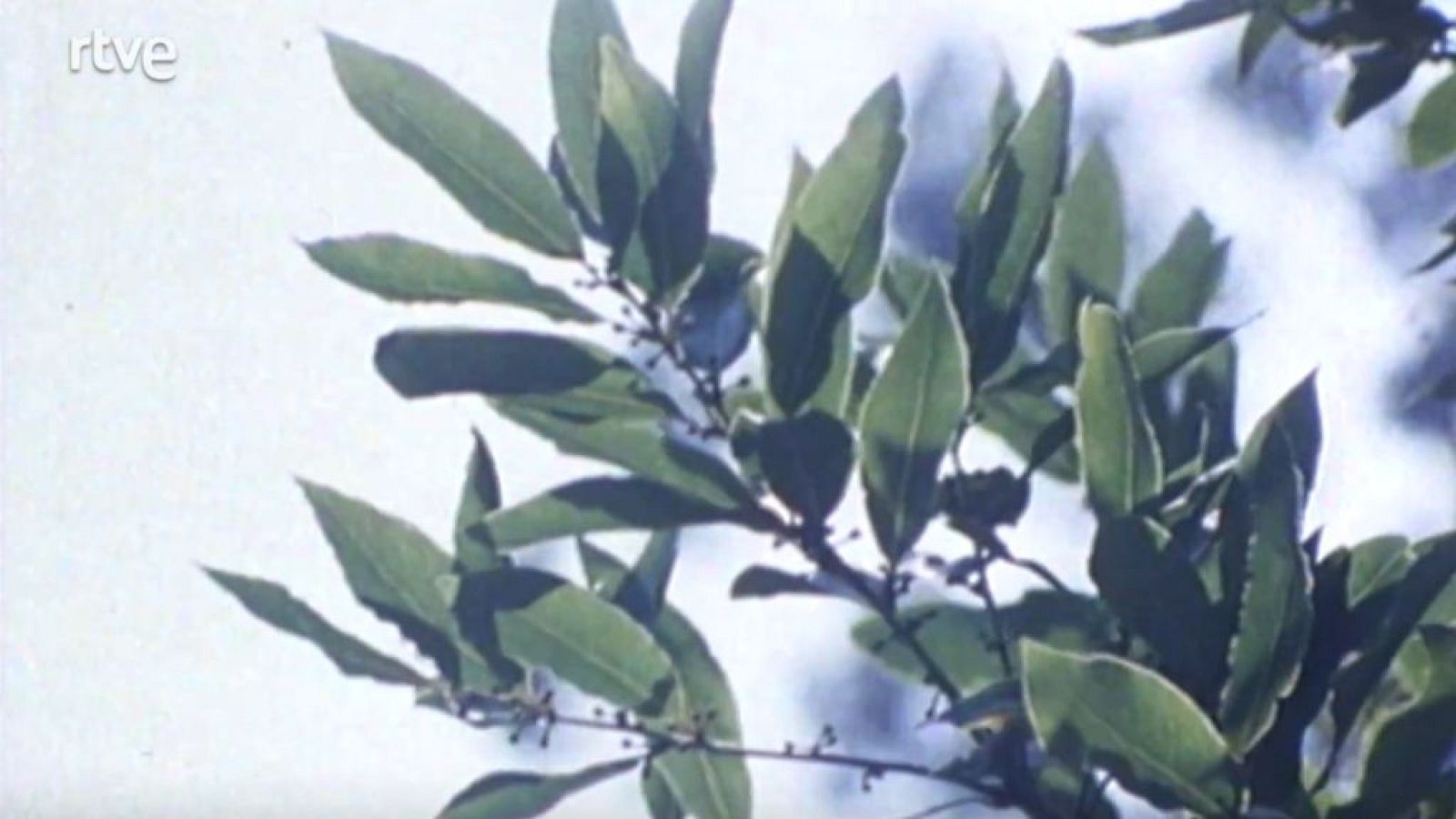 Nuestros árboles - El laurel