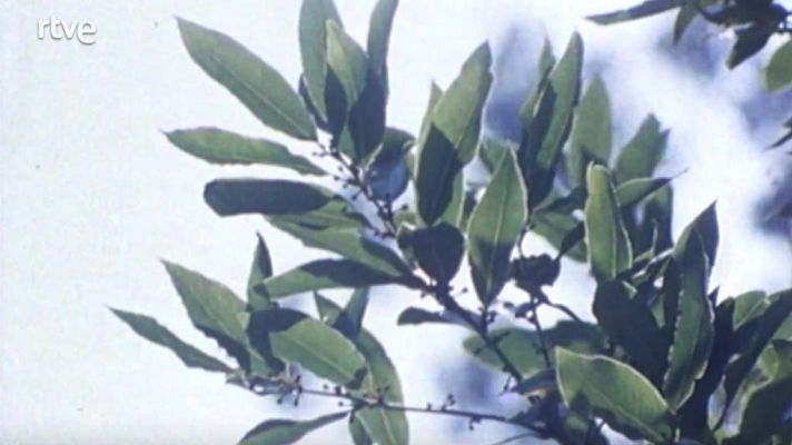 Nuestros árboles - El laurel