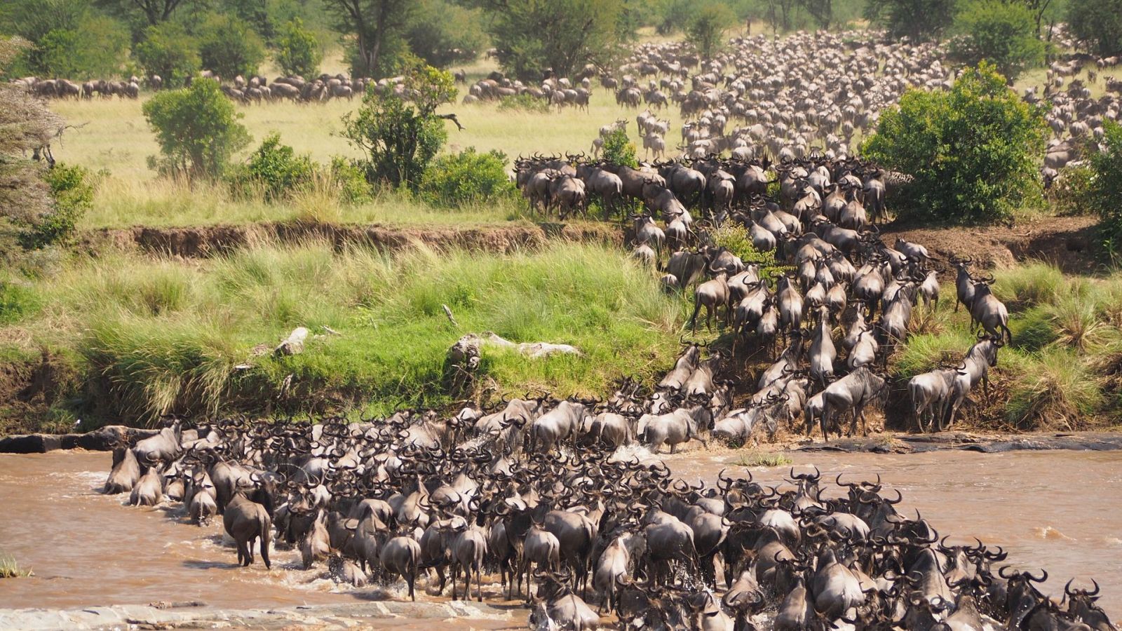 Un año salvaje en la tierra - Julio y agosto. Tiempo de migración - ver ahora