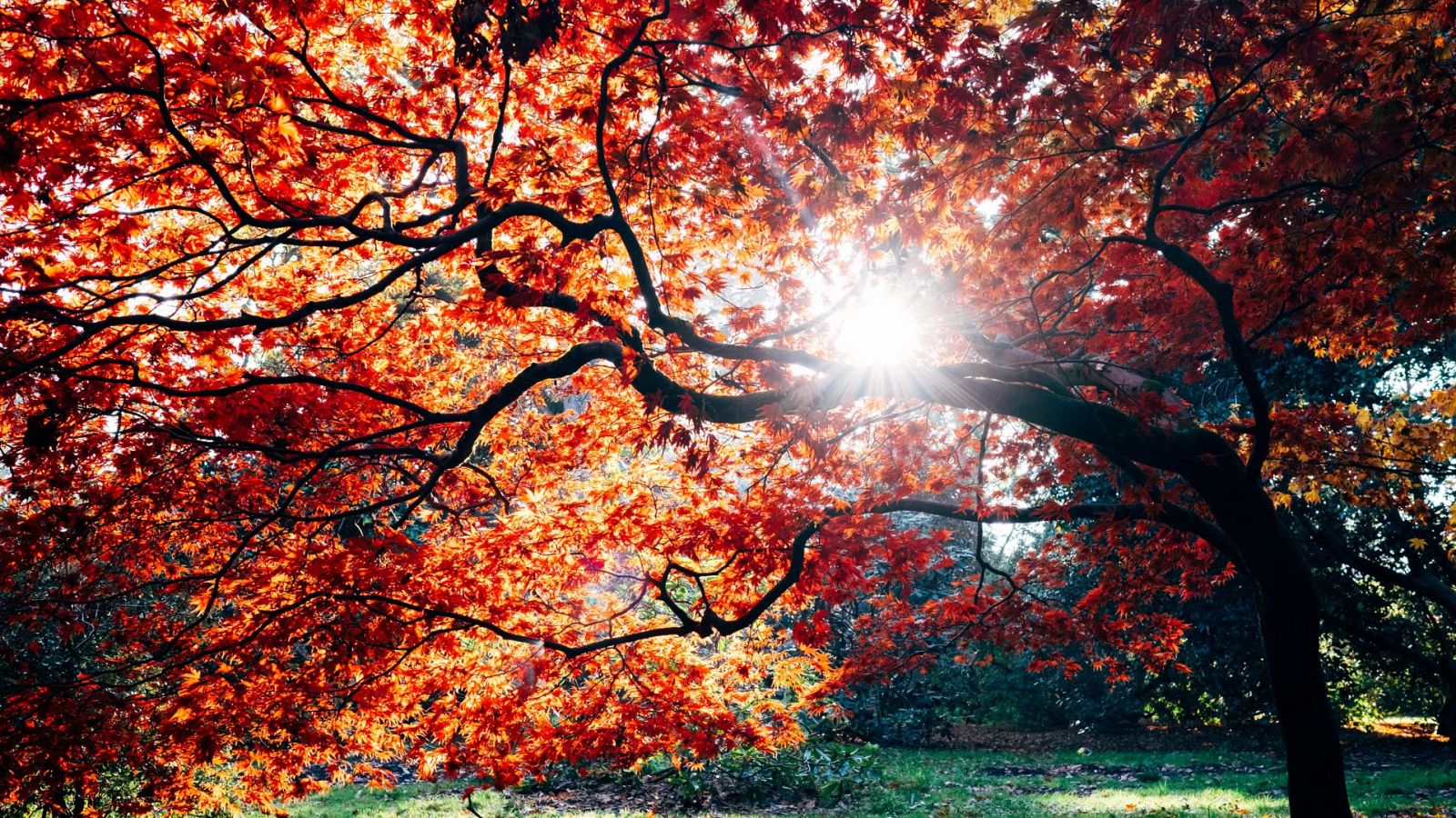 Un año salvaje en la tierra - Septiembre y octubre. Tiempo de activación - ver ahora