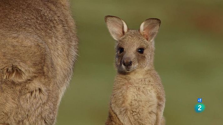 Som Documentals - Un any salvatge a la Terra: Setembre i octubre, temps d'activació