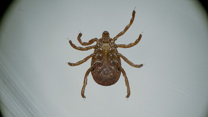 Documentos TV - La epidemia silenciosa - Ver ahora