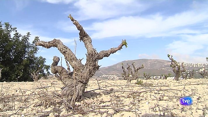 L'informatiu - Comunitat Valenciana - L'Informatiu de la Comunitat Valenciana 1 - 17/05/24