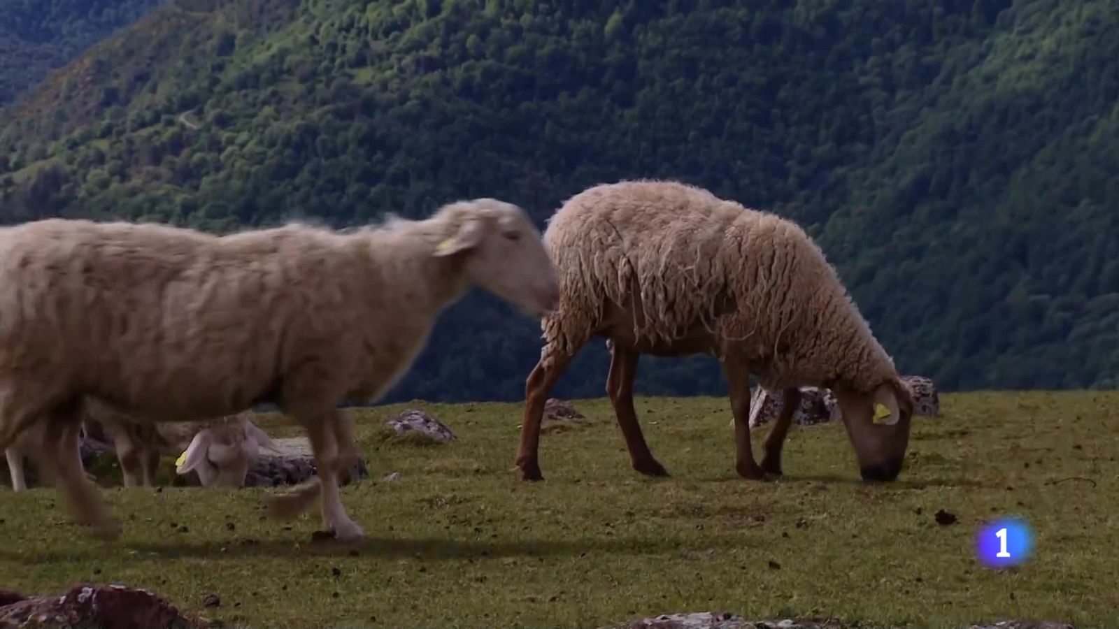 Informativo Telerioja 2 - 17-05-2024 | Ver