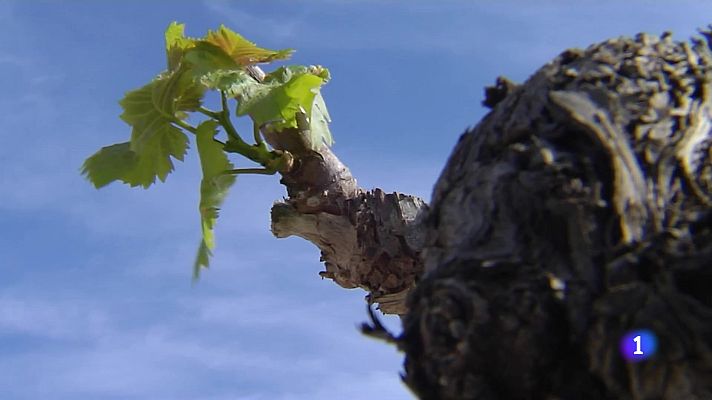 L'informatiu - Comunitat Valenciana - L'Informatiu de la Comunitat Valenciana 2 - 17/05/24